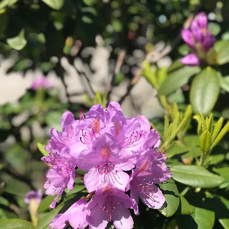 Luxe Safari Tent Luxury tent *