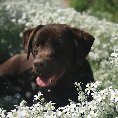 Luxe Safari Tent Luxury tent